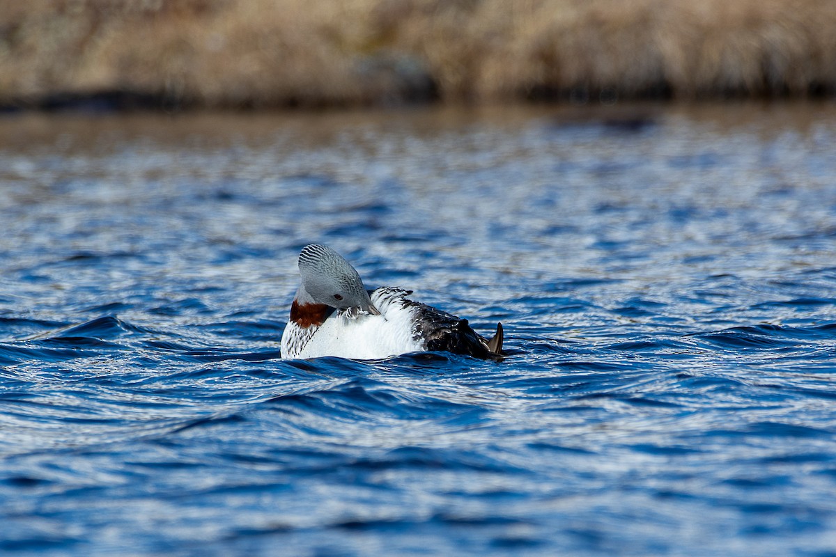 Red-throated Loon - ML585123441