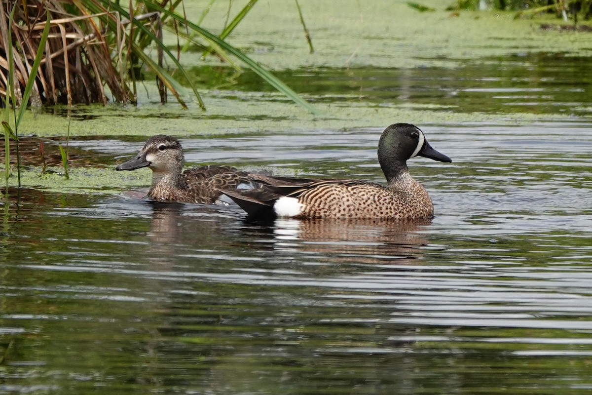 Blue-winged Teal - ML585128231