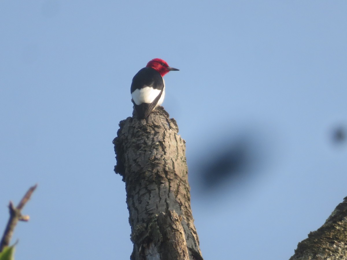 Red-headed Woodpecker - ML585128271