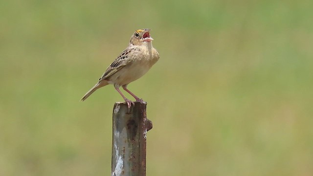 Grasshopper Sparrow - ML585130961