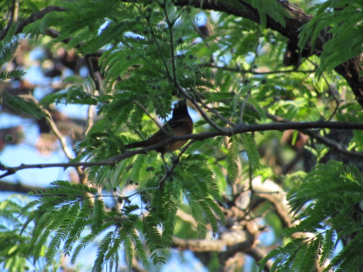Orchard Oriole - ML58513191