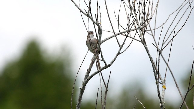 Swamp Sparrow - ML585131971