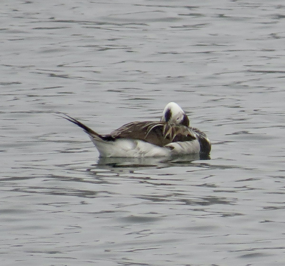 Long-tailed Duck - ML585132031