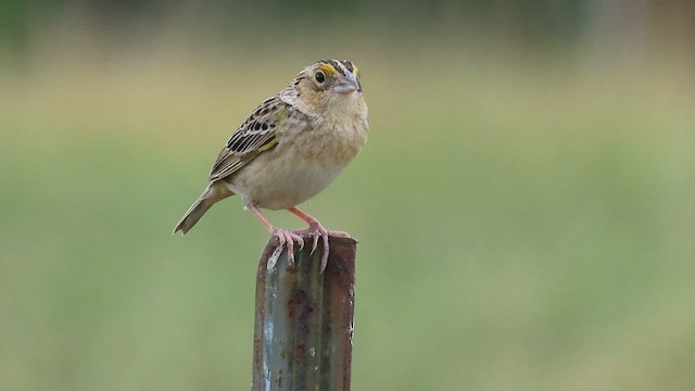 Grasshopper Sparrow - ML585132411