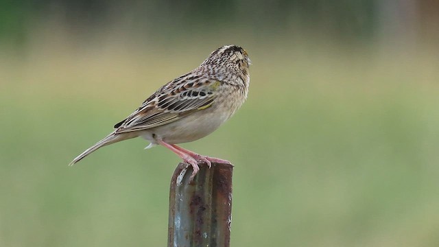 Grasshopper Sparrow - ML585132441