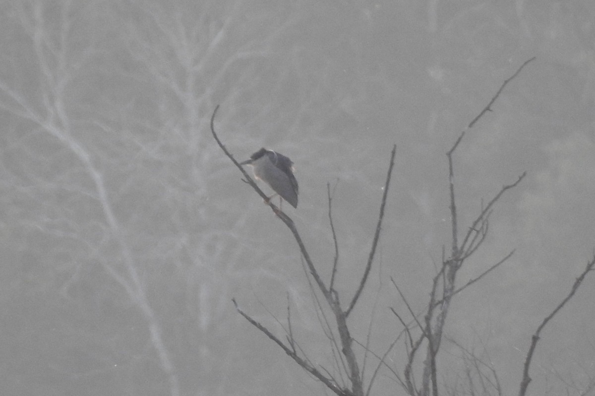 Black-crowned Night Heron - ML585134351