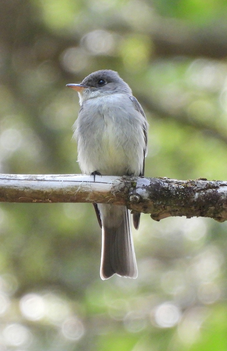 Ebird Checklist Jun Tunxis State Forest Hurricane Brook