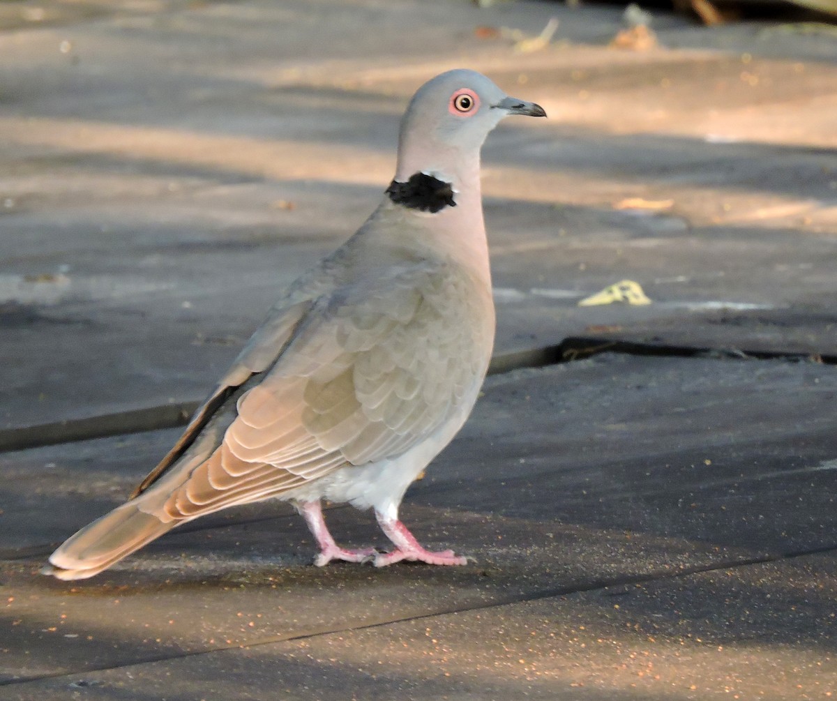 Mourning Collared-Dove - Allen Lewis