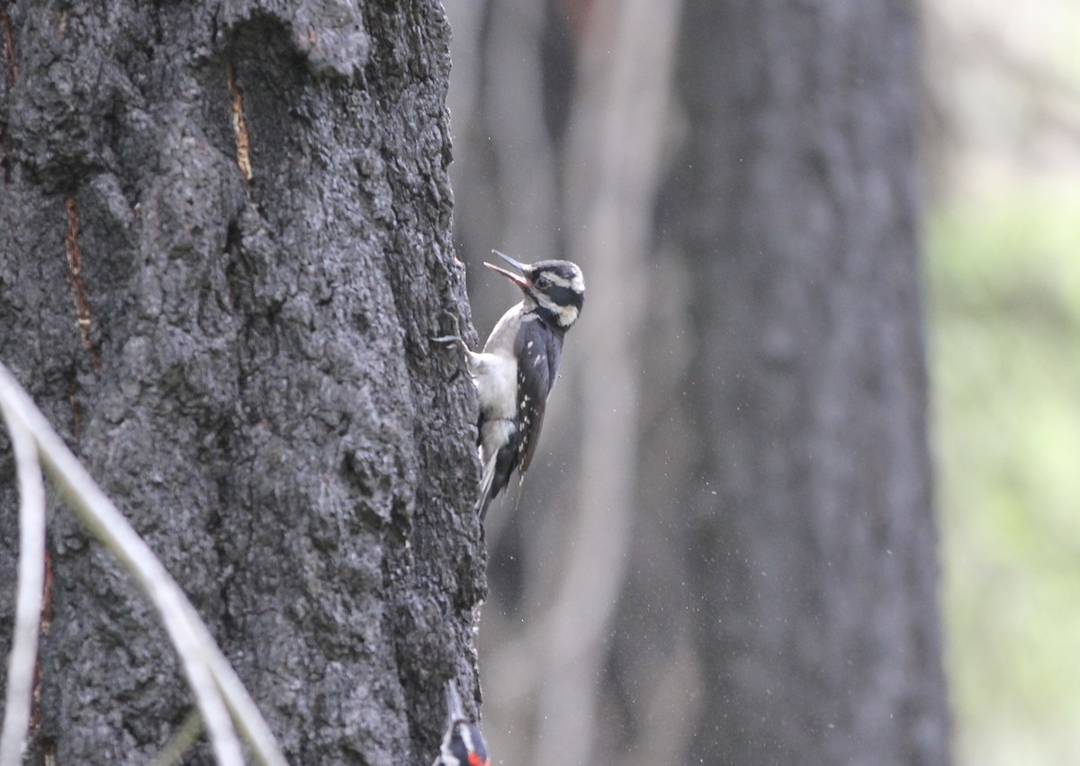 Hairy Woodpecker (Pacific) - ML585138581