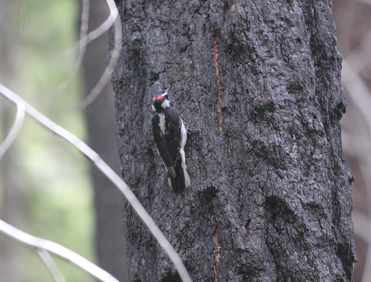 Hairy Woodpecker (Pacific) - ML585138591
