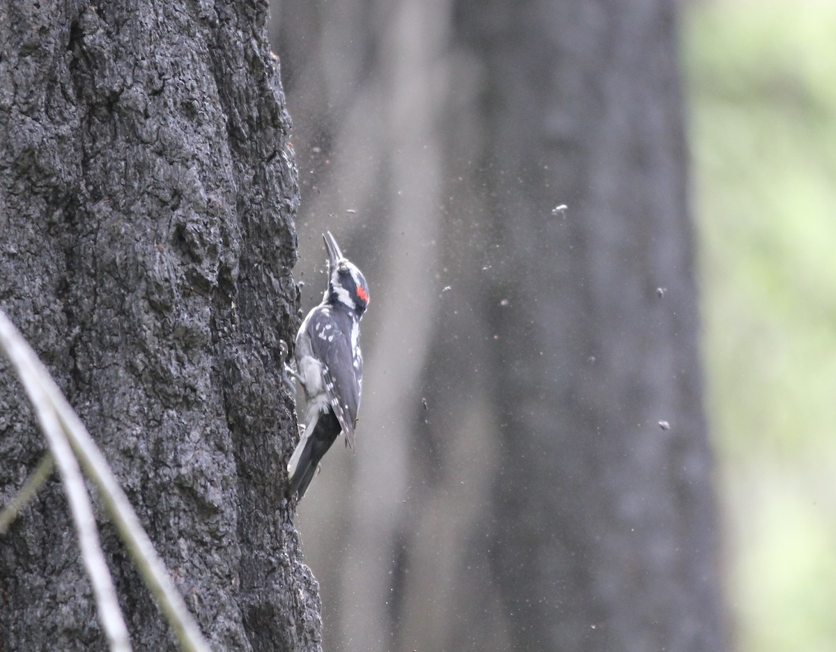 Hairy Woodpecker (Pacific) - ML585138631