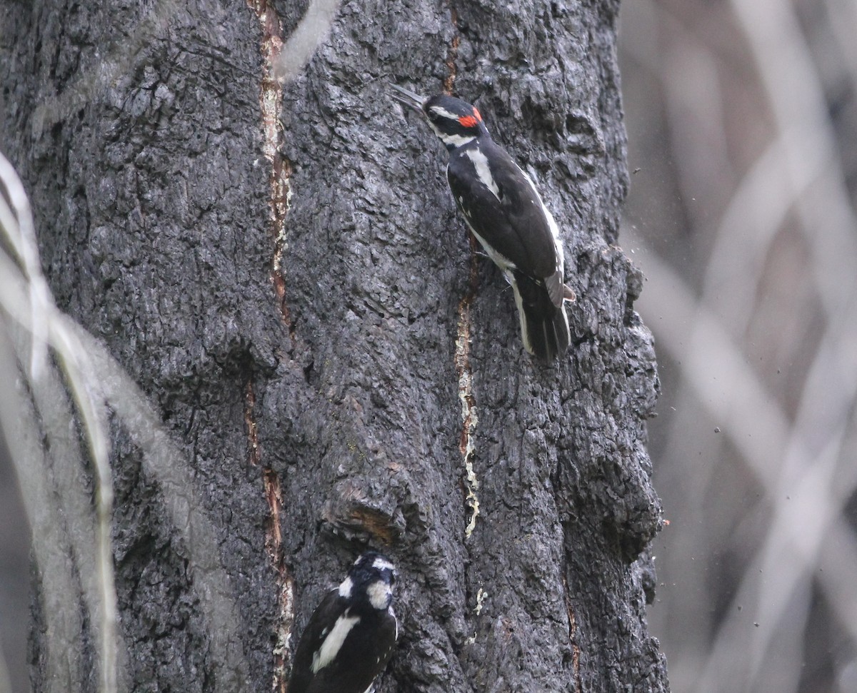 Hairy Woodpecker (Pacific) - ML585138701
