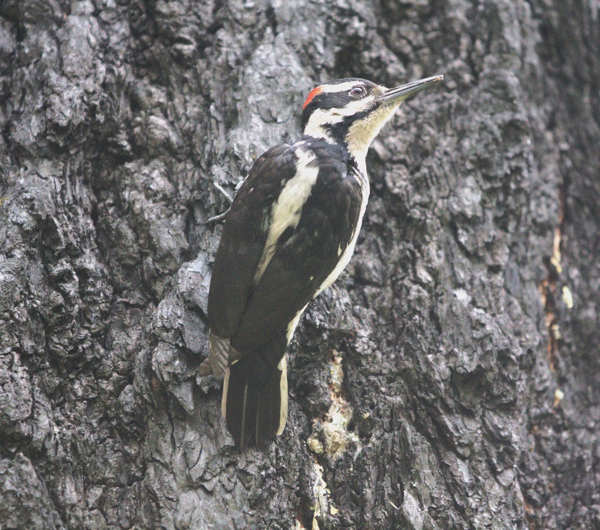 Hairy Woodpecker (Pacific) - ML585138711
