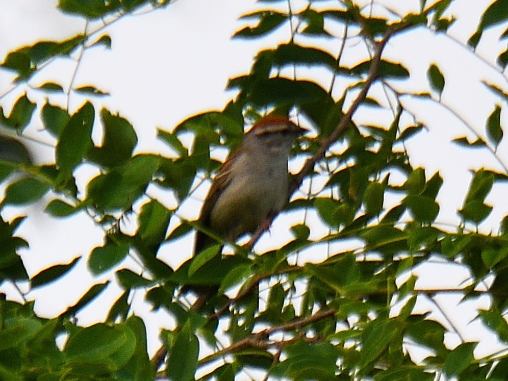 Chipping Sparrow - ML585141171