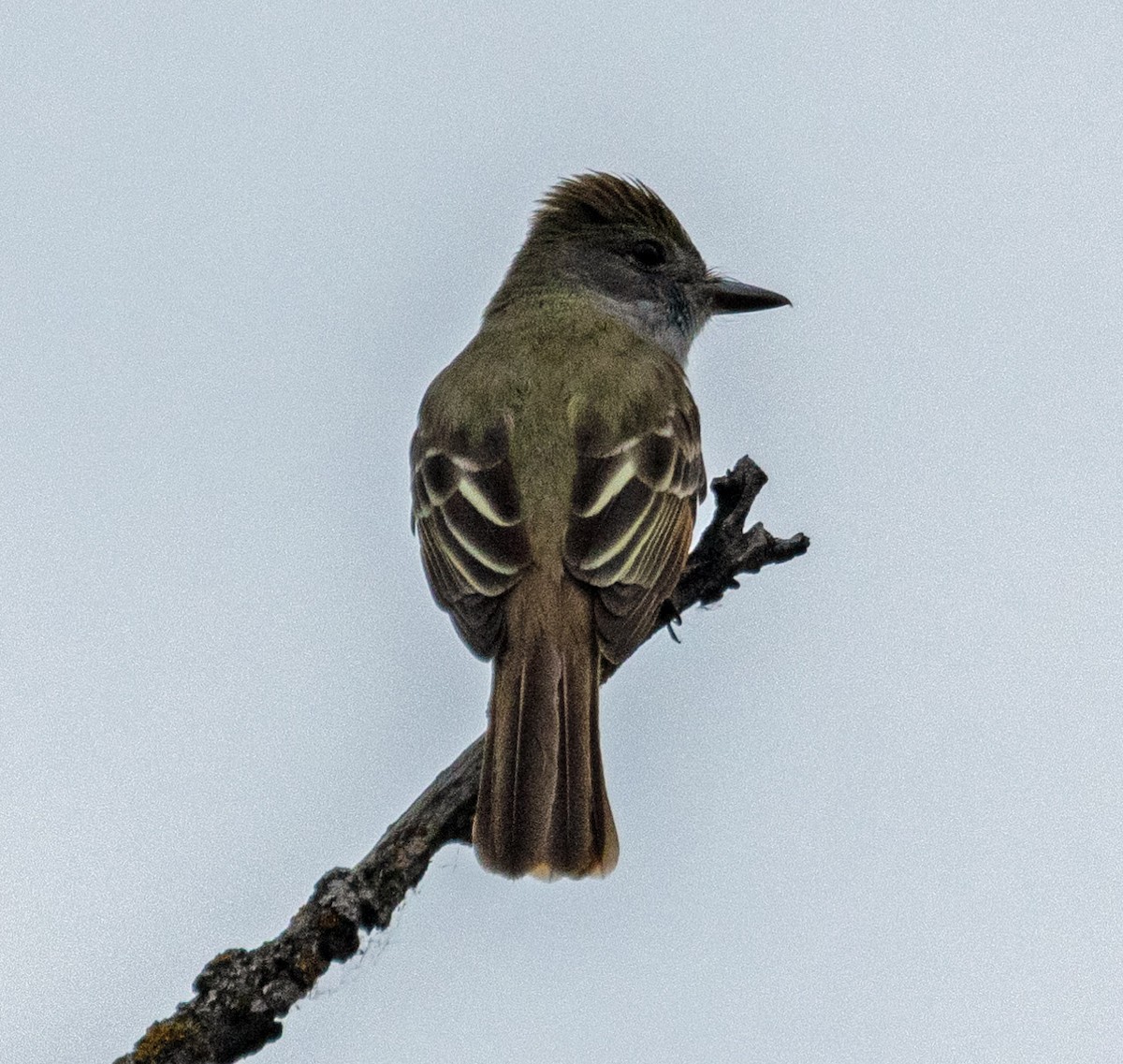 Great Crested Flycatcher - ML585142281