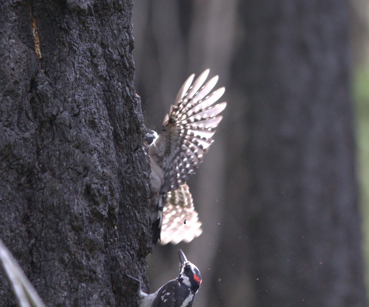 Hairy Woodpecker (Pacific) - ML585142331