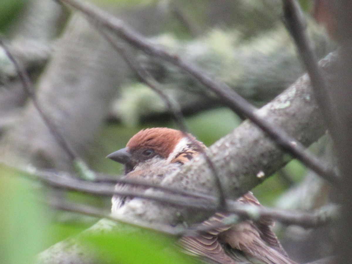 Eurasian Tree Sparrow - ML585143131