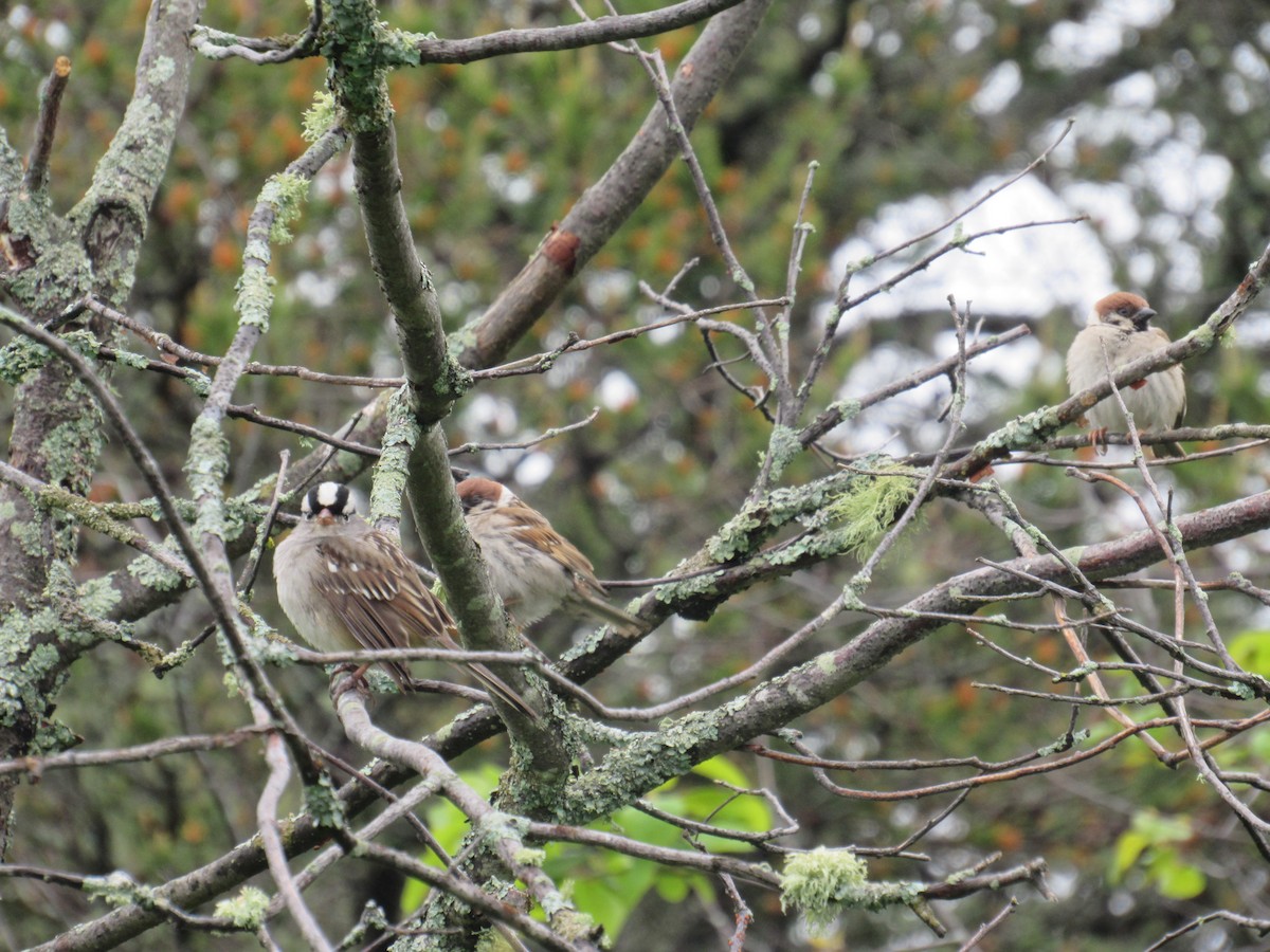 Eurasian Tree Sparrow - ML585143861