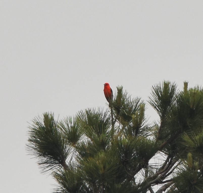 Scarlet Tanager - ML585144491