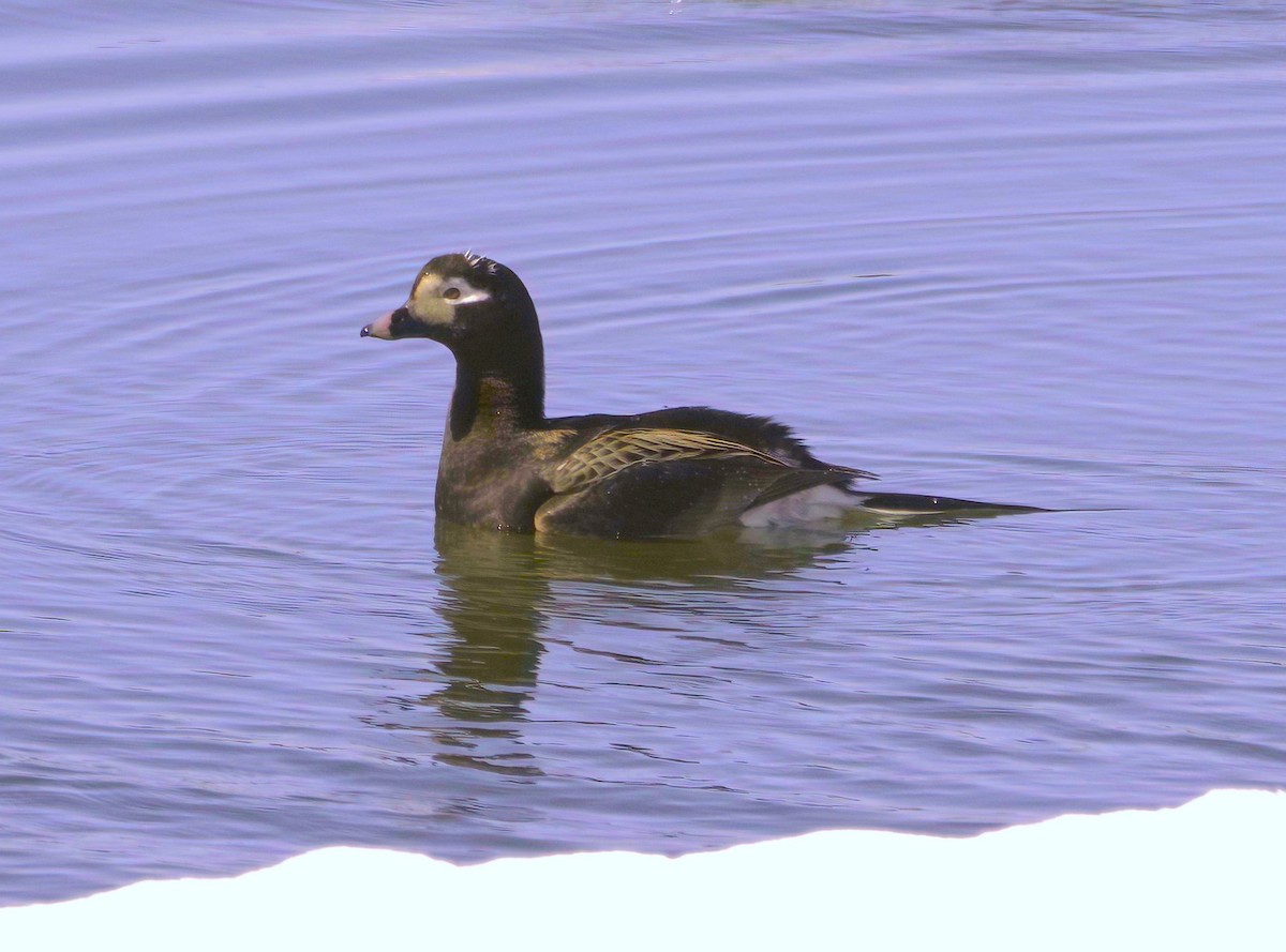 Long-tailed Duck - ML585150421
