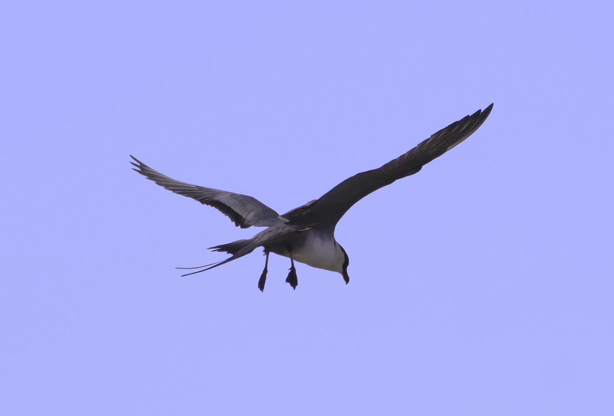 Long-tailed Jaeger - ML585150761