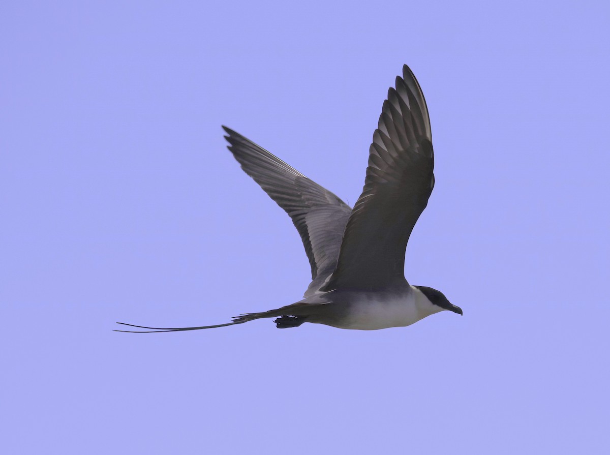 Long-tailed Jaeger - ML585150771