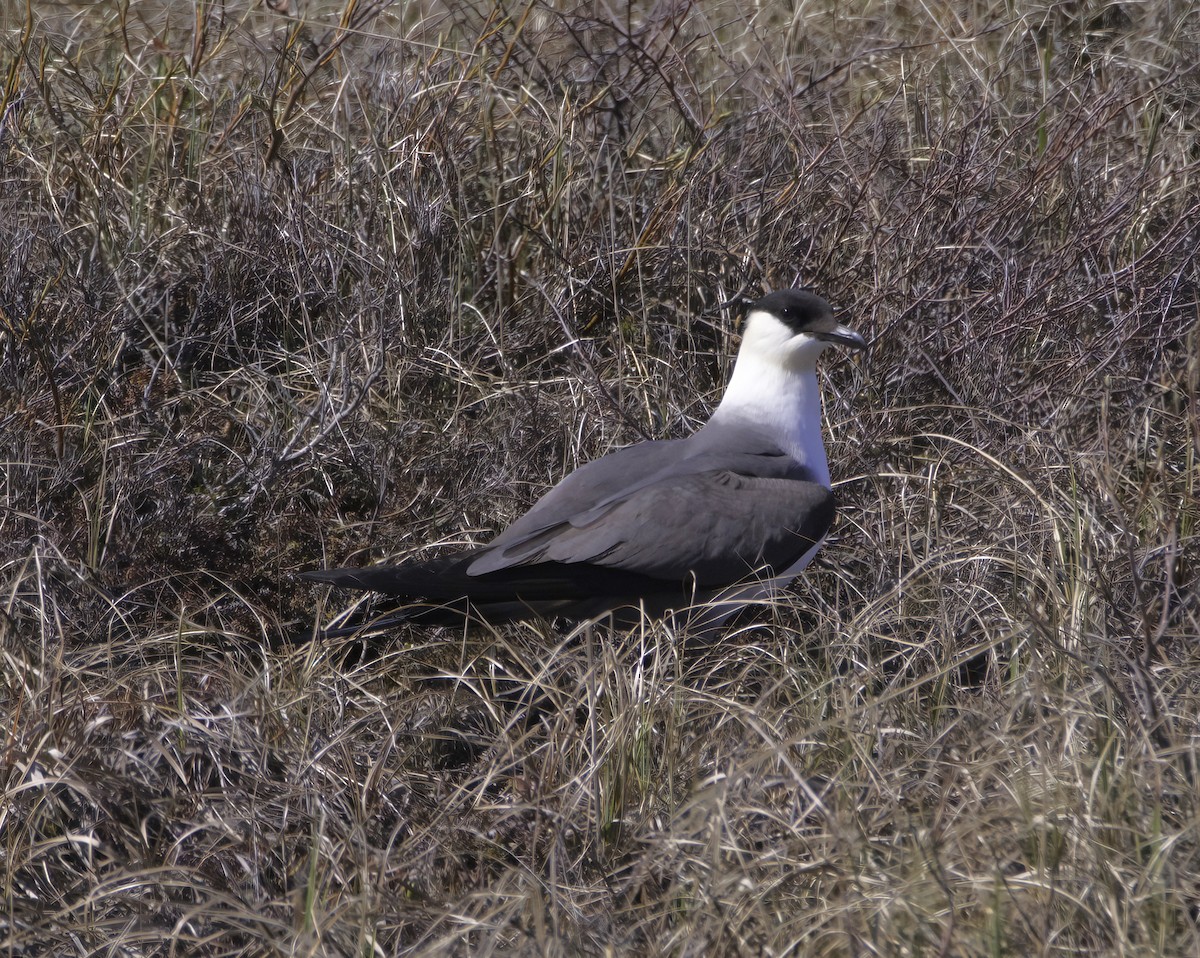 Long-tailed Jaeger - ML585150791