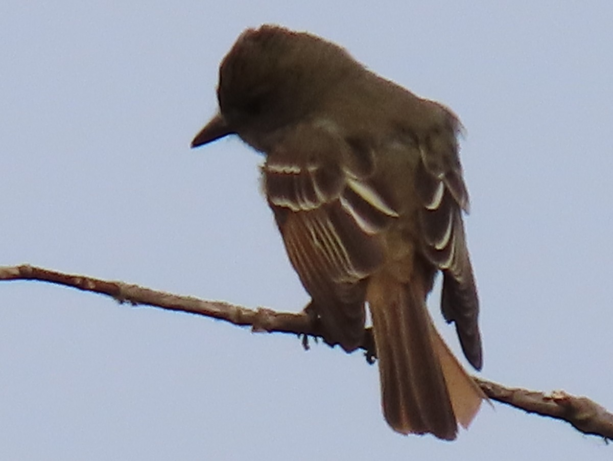 Great Crested Flycatcher - ML585152571
