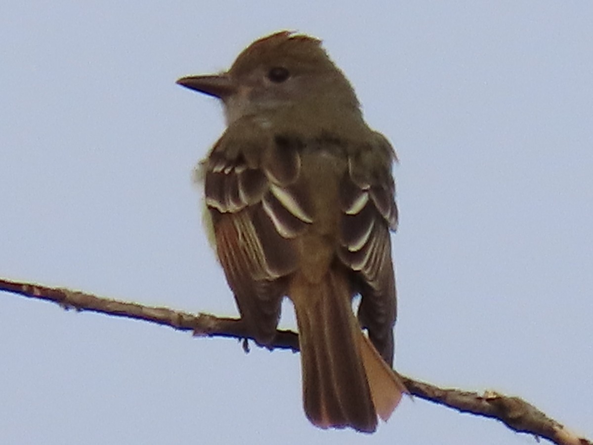 Great Crested Flycatcher - ML585152581