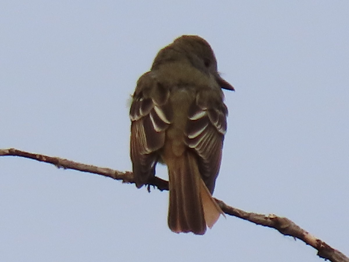 Great Crested Flycatcher - ML585152591