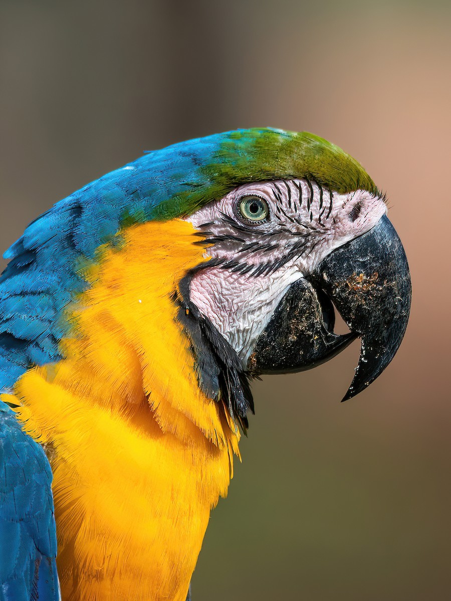 Blue-and-yellow Macaw - ML585156571