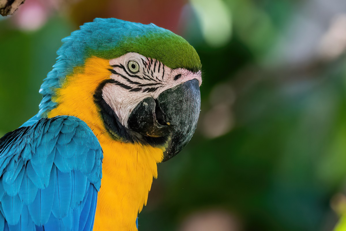Blue-and-yellow Macaw - ML585156581