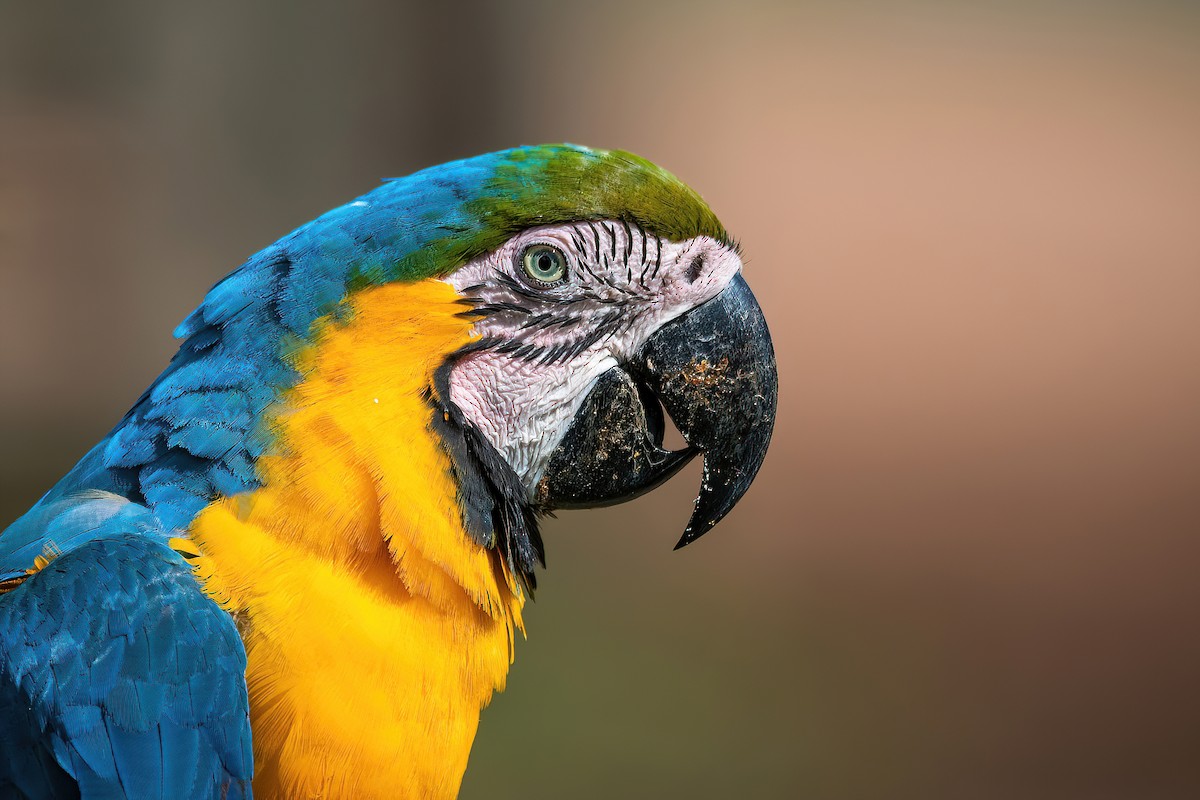 Blue-and-yellow Macaw - Raphael Kurz -  Aves do Sul