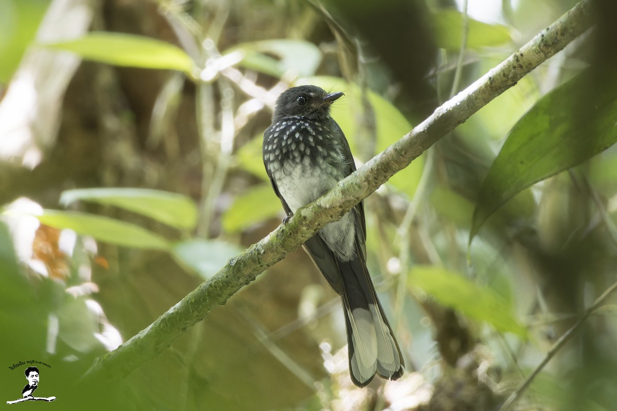 Spotted Fantail - ML585160501