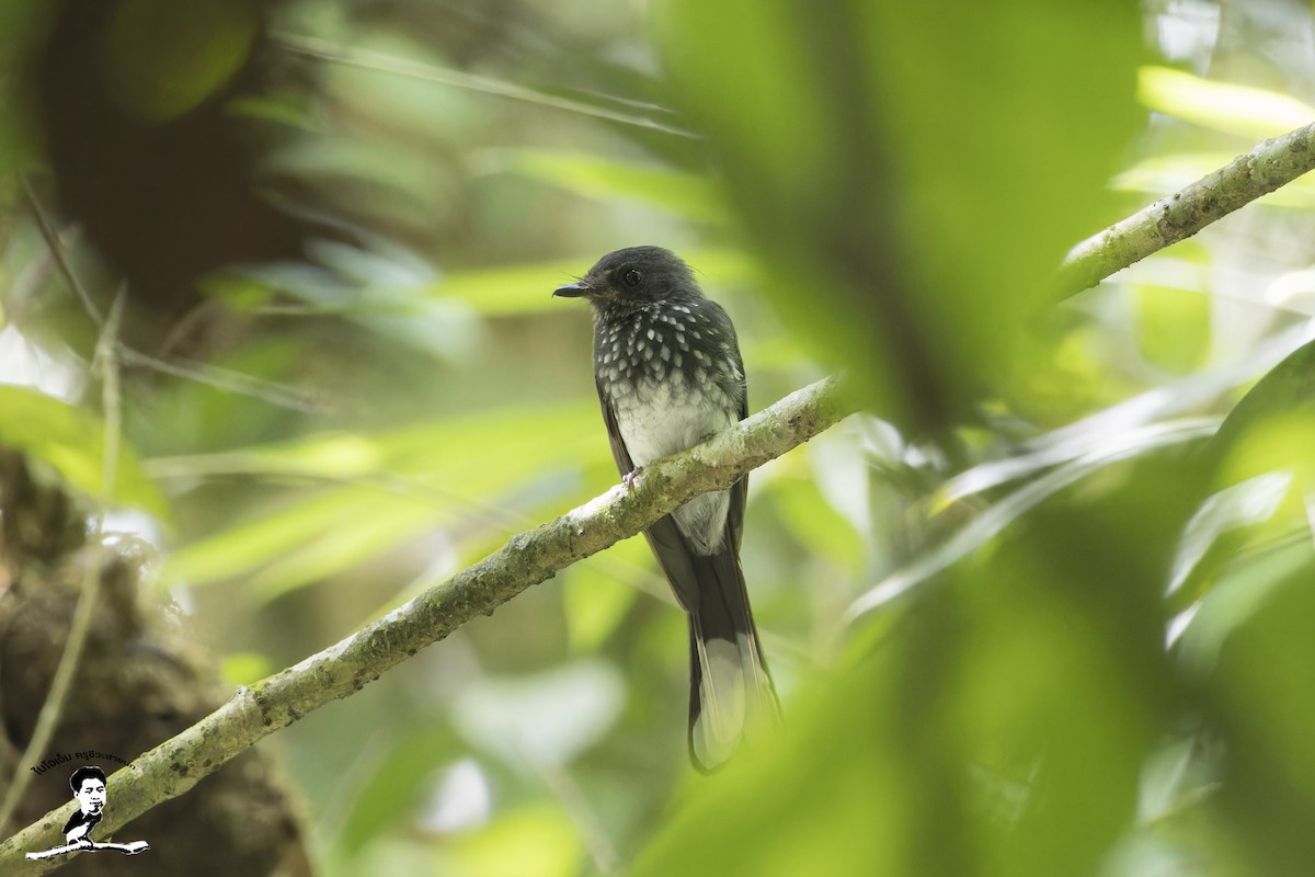 Spotted Fantail - ML585160541