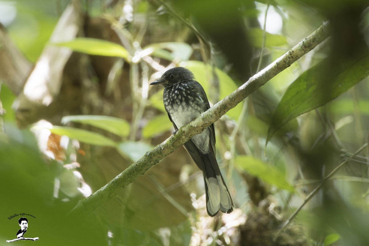 Spotted Fantail - ML585160561
