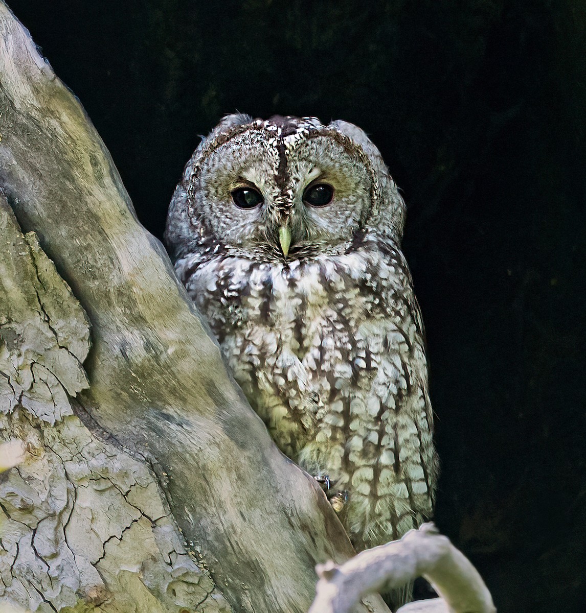 Tawny Owl - ML585163301