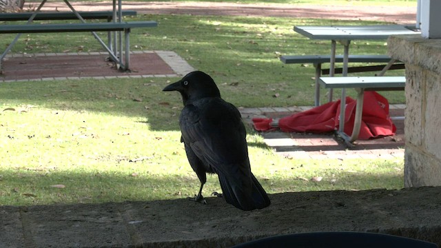 Australian Raven - ML585165981