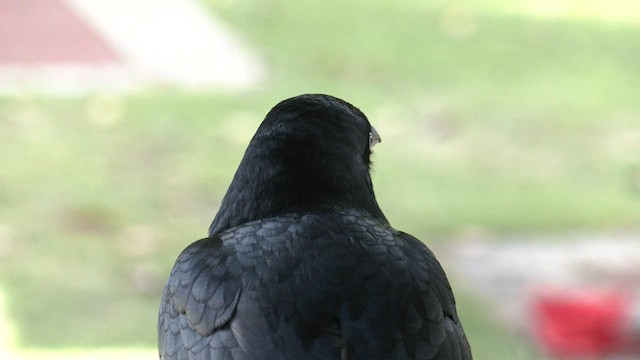 Australian Raven - ML585166001