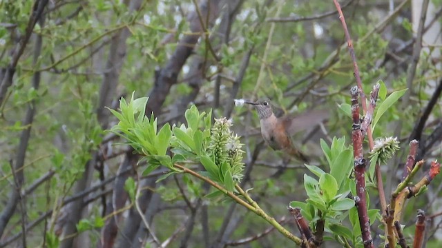 Broad-tailed Hummingbird - ML585166741