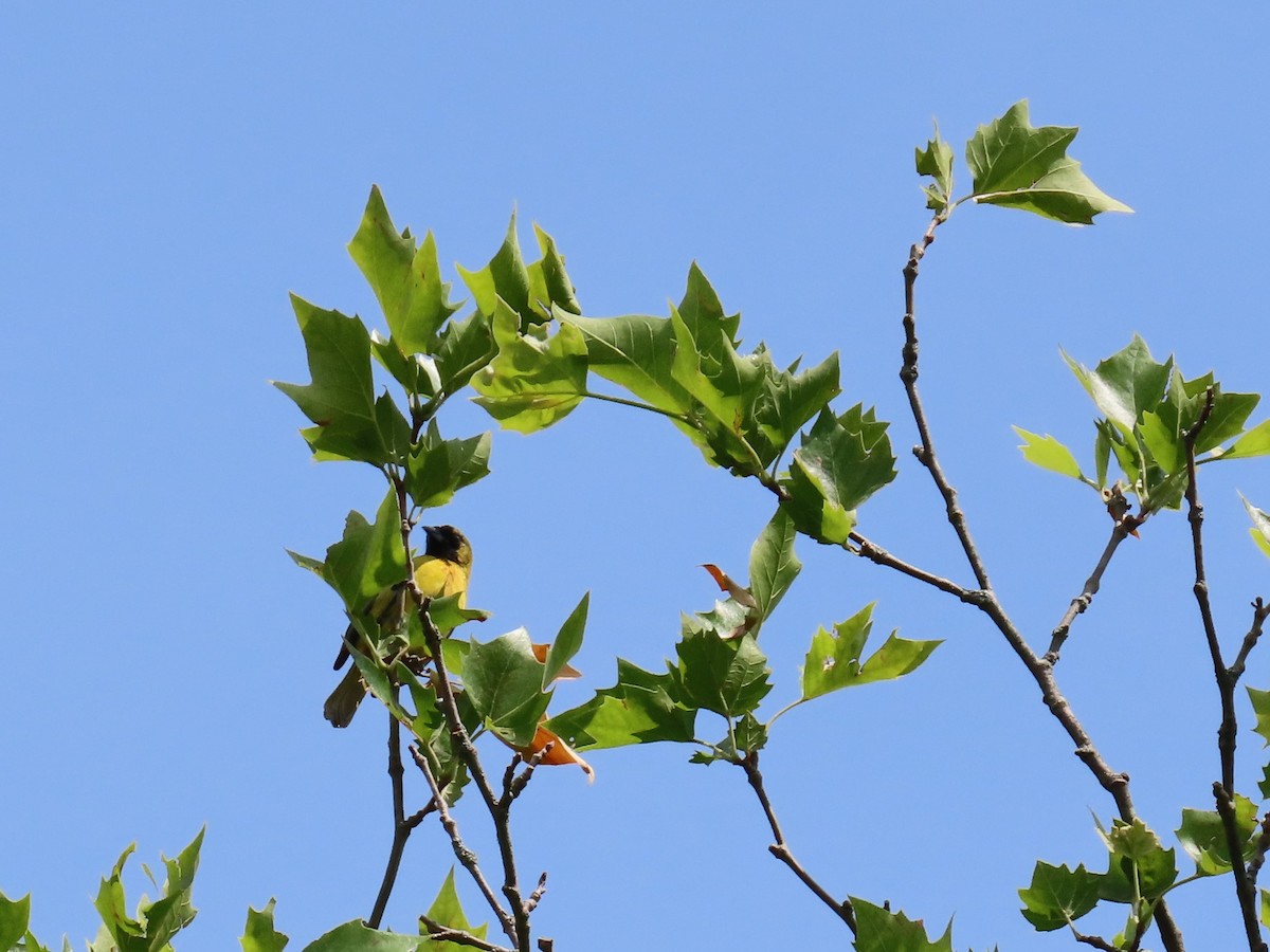 Orchard Oriole - ML585170911