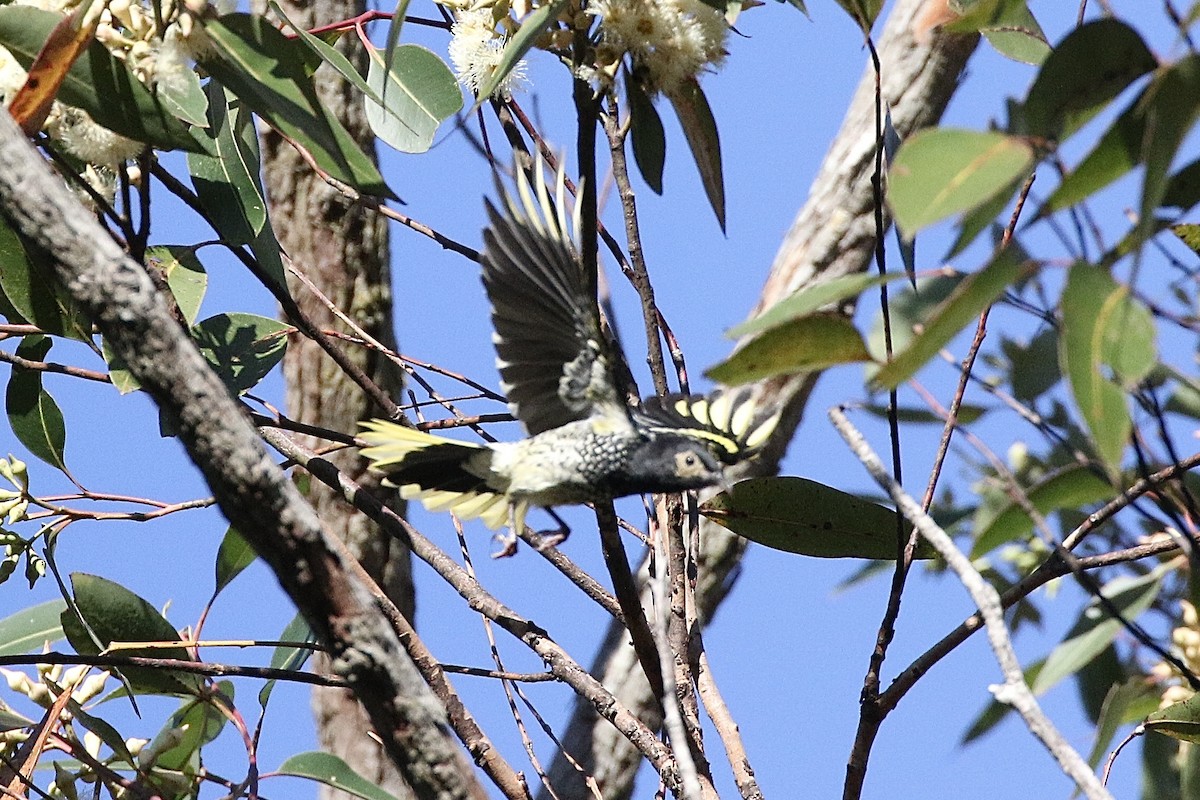 eBird Australia Checklist 16 Jun 2023 Morisset Substation site