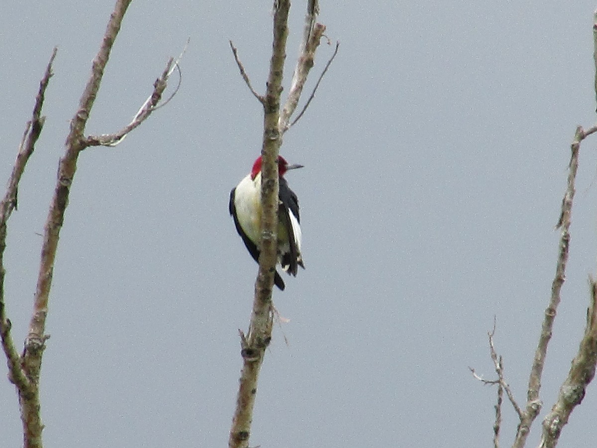 Red-headed Woodpecker - ML585171251