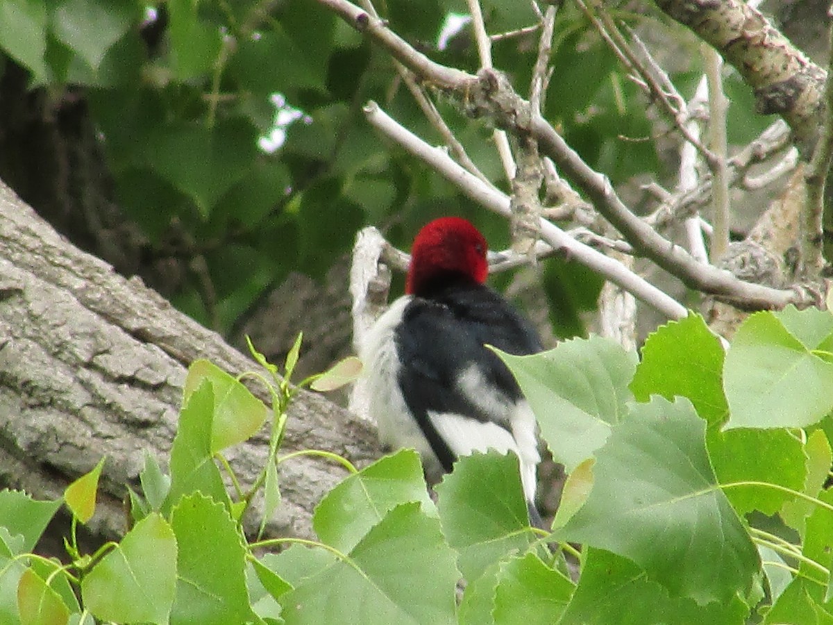 Red-headed Woodpecker - ML585171261