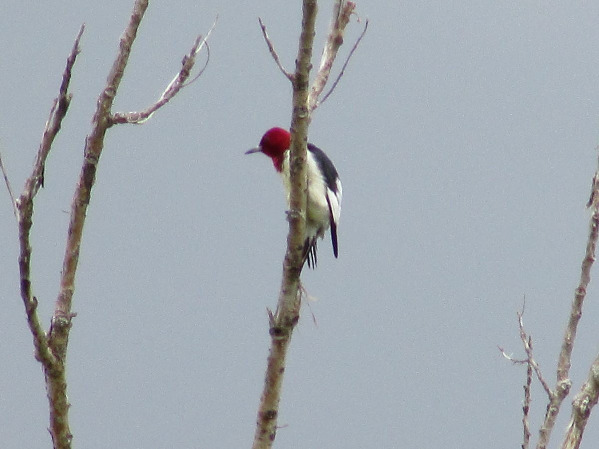 Red-headed Woodpecker - ML585171271