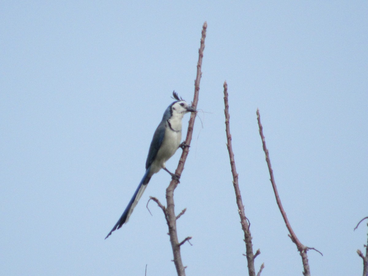 White-throated Magpie-Jay - ML58517151
