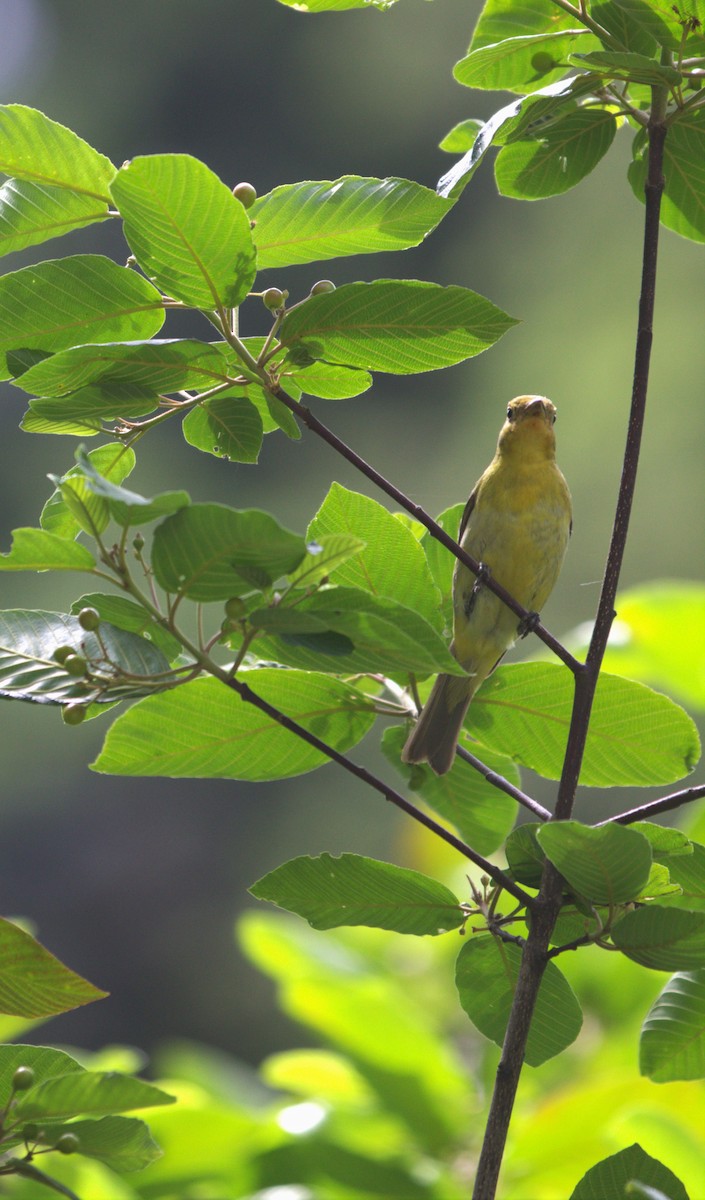 Western Tanager - ML585176131