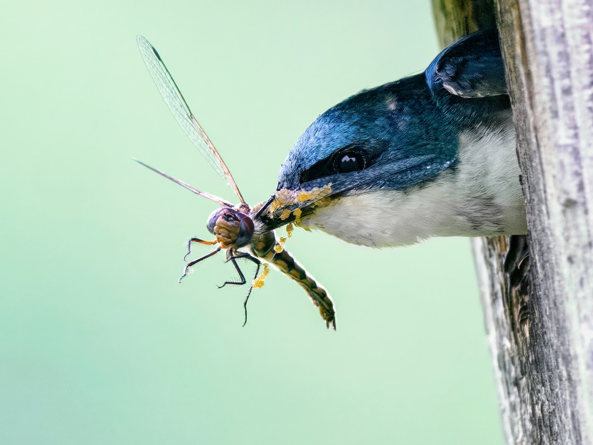 Tree Swallow - Steven Meisel
