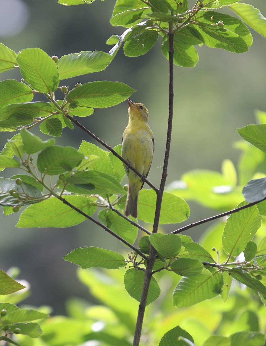 Western Tanager - ML585176591