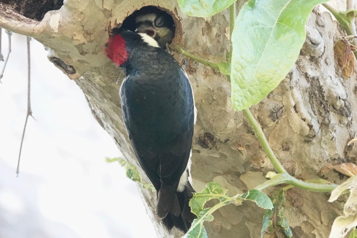 Acorn Woodpecker - Neepa s